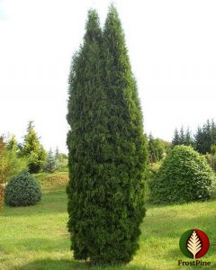 Как выглядит взрослая Туя западная Колумна