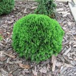 Как выглядит взрослая Туя западная Даника