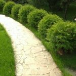 Живая изгородь из Туй Глобоза