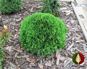 Как выглядит взрослая Туя западная Даника