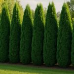 Живая изгородь из Туй Колумна
