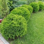 Живая изгородь из Туй Даника