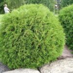 Как выглядит взрослая Туя западная Глобоза