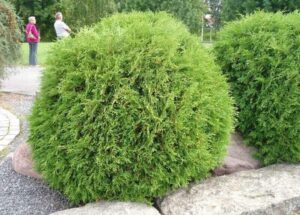 Как выглядит взрослая Туя западная Глобоза