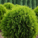 Как выглядит взрослая Туя западная Глобоза