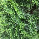 Как выглядит хвоя у Туи западной Колумна