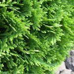 Как выглядит хвоя у Туи западной Даника