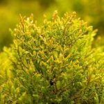 Как выглядит хвоя у Туи Рейнголд