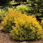 Как выглядит взрослая Туя Рейнголд которая растет на солнце