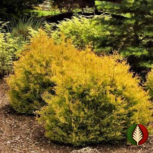 Как выглядит взрослая Туя Рейнголд которая растет на солнце