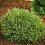 Как выглядит взрослая Туя западная Боулинг Болл