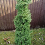 Как выглядит хвоя у Туи западной Брабант