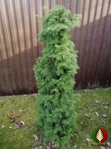 Как выглядит хвоя у Туи западной Брабант