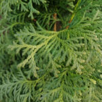 Как выглядит хвоя у Туи западной Брабант