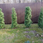 Как выглядит Туя западная Брабант