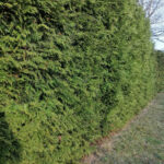 Живая изгородь из Туй Брабант