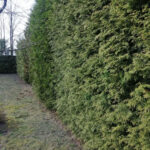 Живая изгородь из Туй Брабант
