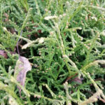 Как выглядит хвоя у Туи западной Хозери