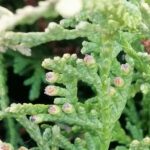 Как выглядит хвоя у Туи западной Хозери