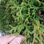 Как выглядит хвоя у Туи западной Хозери