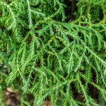 Как выглядит хвоя у Туи западной Боулинг Болл