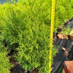 Как выглядит саженец Туи Смарагд в контейнере С2