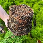 Как выглядит корневая у саженца Туи Смарагд в контейнере С2