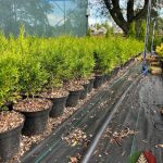 Как у нас растут саженцы туи Смарагд в контейнере С2