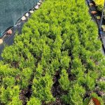 Как у нас растут саженцы туи Смарагд