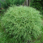 Как выглядит взрослая Туя западная Боулинг Болл