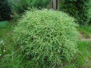 Как выглядит взрослая Туя западная Боулинг Болл