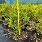 Как выглядит саженец Туи Корник в контейнере С2