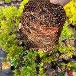 Как выглядит корневая у саженца Туи Корник в контейнере С2