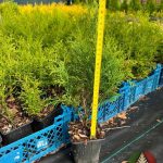 Как выглядит саженец Туи Смарагд в контейнере Р9