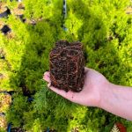 Как выглядит корневая у саженца Туи Смарагд в контейнере Р9