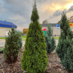 Как выглядит Туя западная Смарагд