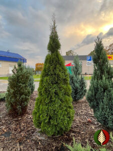 Как выглядит Туя западная Смарагд