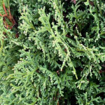 Как выглядит хвоя у Туи западной Хозери