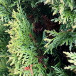 Как выглядит хвоя у Туи западной Даника