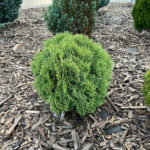 Как выглядит взрослая Туя западная Хозери