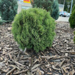 Как выглядит взрослая Туя западная Хозери