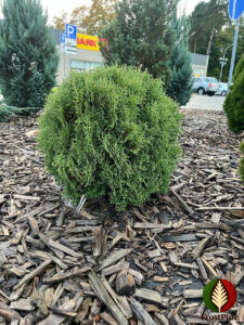 Как выглядит взрослая Туя западная Хозери