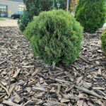 Как выглядит взрослая Туя западная Хозери