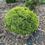 Как выглядит взрослая Туя западная Даника