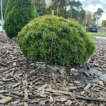 Как выглядит взрослая Туя западная Даника