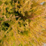 Как выглядит на солнце хвоя у Туи Рейнголд