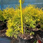 Как выглядит саженец Туи Санкист в контейнере С2