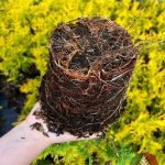 Как выглядит корневая у саженца Туи Санкист в контейнере С2