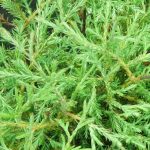 Как выглядит хвоя у Туи западной Боулинг Болл