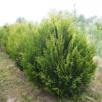 Как выглядит взрослая Туя Корник